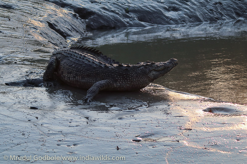 Crocodile in Sunderbans