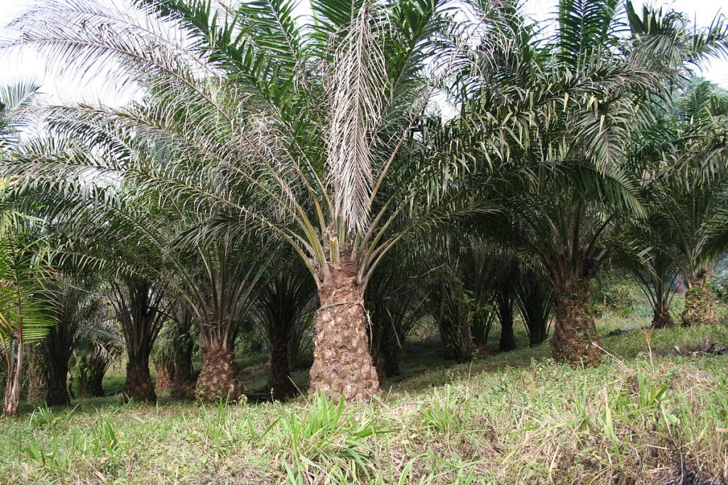 Palm Oil Tree