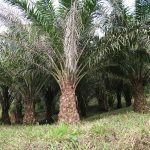 Palm Oil Tree