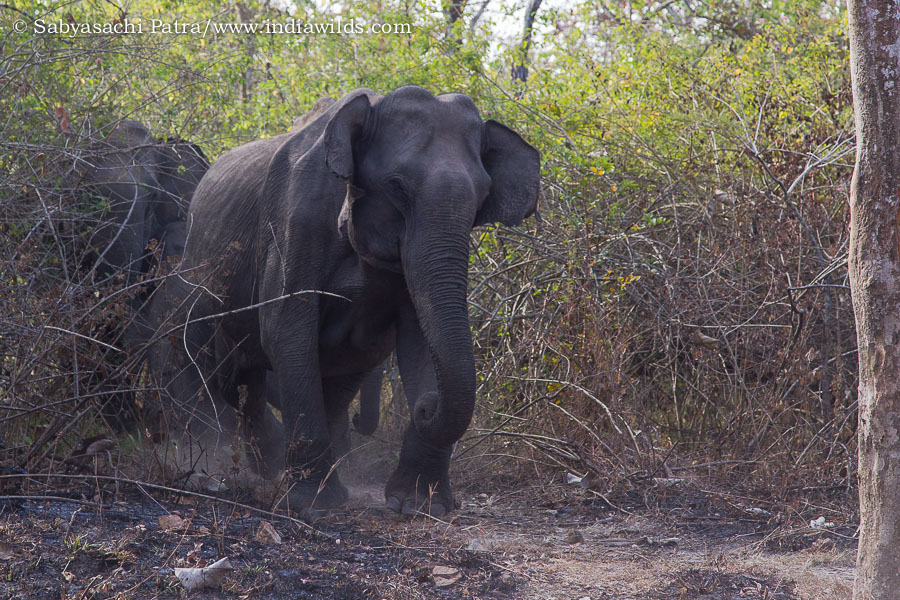 A wild asiatic elephant elephas maximus charging at a tourist bus that had come close to the herd in Bandipur Tiger Reserve. A few months back one elephant had fallen on a ditch in the same place and had died. It appeats that the elephants were more sensi