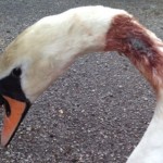 swan shot with an air gun