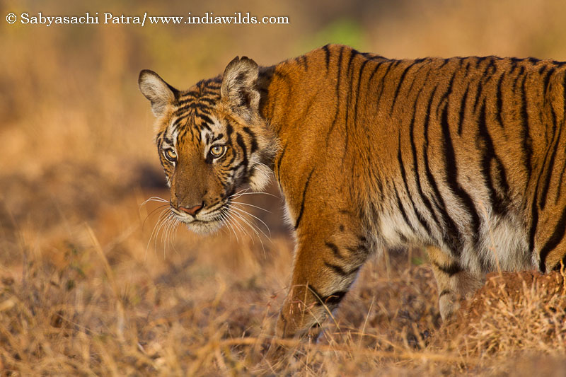 Tiger in Bandipur National Park