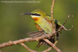 Bee-Eater