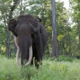 Wild India: Elephant Attacks – I One of the most frightening experiences in the wild india is due to elephant encounters. In the first part of this Wild India: Elephant Attacks series, I will just...