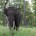Wild India: Elephant Attacks – I One of the most frightening experiences in the wild india is due to elephant encounters. In the first part of this Wild India: Elephant Attacks series, I will just...