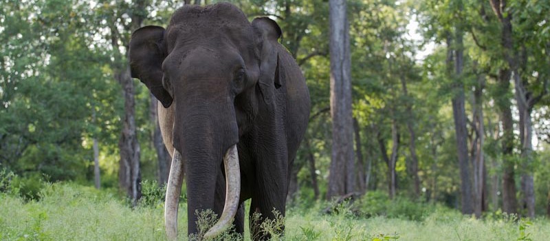 Wild India: Elephant Attacks – I One of the most frightening experiences in the wild india is due to elephant encounters. In the first part of this Wild India: Elephant Attacks series, I will just...