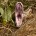 IndiaWilds Newsletter Vol. 4 Issue IV Legalise War on wildlife? Is that the only solution? Do we allow culling of our wild animals? This and much more… The Homo sapiens...