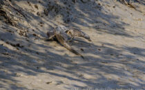 Water Monitor Lizard in Sundarbans Among the myriad of life forms in the mangrove forests of Sundarbans, the water monitor lizard stands out as a formidable predator of this intricate ecosystem. If you are in […]