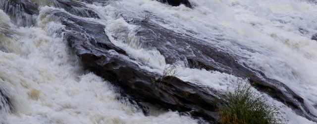 IndiaWilds Newsletter Vol. 4 Issue III In this issue of IndiaWilds Newsletter Vol. 4 Issue III, we examine the Interlinking of rivers which has been recently given the go ahead...