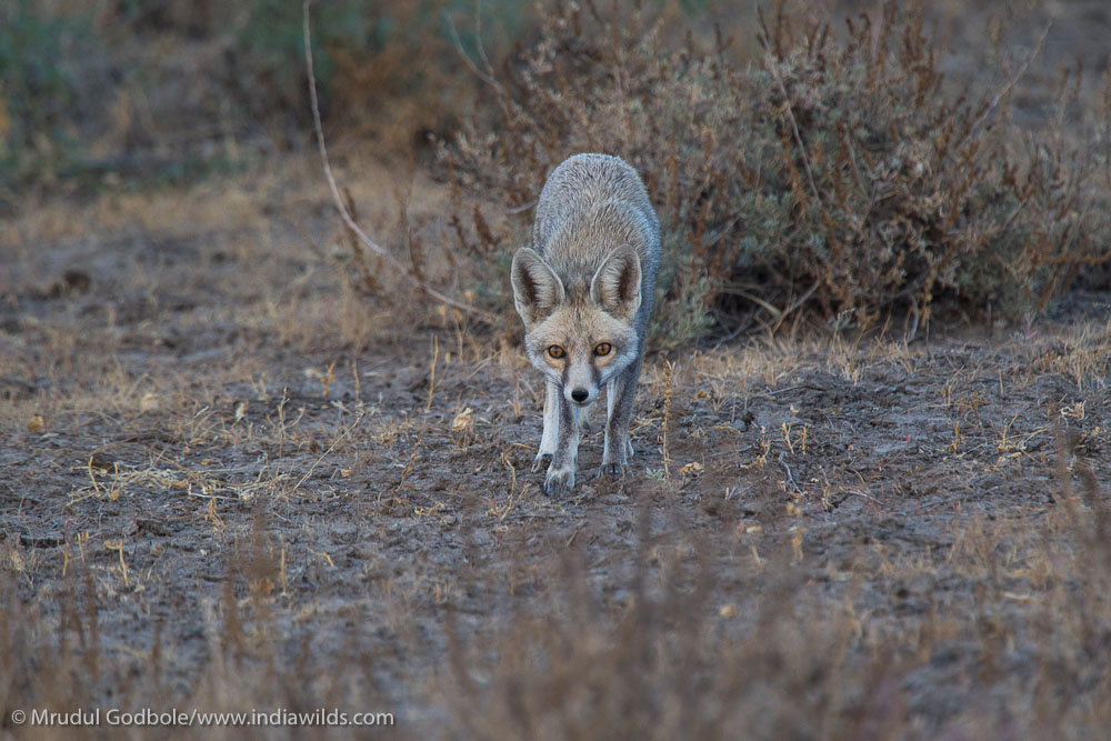 Desert Fox