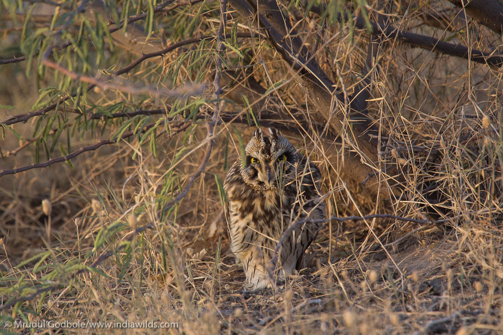 Brown Fish Owl