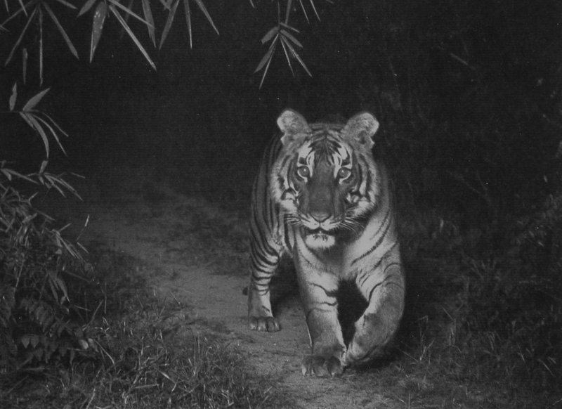 F. W. Champion's Tiger