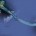 IndiaWilds Newsletter Vol. 5 Issue III &nbsp; Sea Cow no Holy Cow The Sethusamudram saga continues The Gulf of Mannar and the Palk Straits are pretty shallow so that large ships cannot pass through. Due...