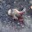 Road Kills between 9 / 6 and Chinnar Check posts and in Aliyar – Attakatti check posts, Anamalai Tiger Reserve, Tamilnadu Highway that goes through forest bisects the habitat and...
