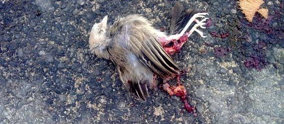Road Kills between 9 / 6 and Chinnar Check posts and in Aliyar – Attakatti check posts, Anamalai Tiger Reserve, Tamilnadu Highway that goes through forest bisects the habitat and...
