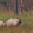 Exotic Species Introduction Vs Native species reintroduction Greetings! It is my pleasure to bring you the newsletter Vol 1, Issue no. X on the eve of Deepavali – the festival of lights. May this Deepavali...
