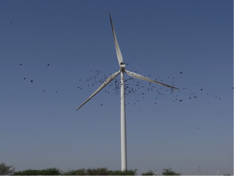 Bird deaths in Windmill