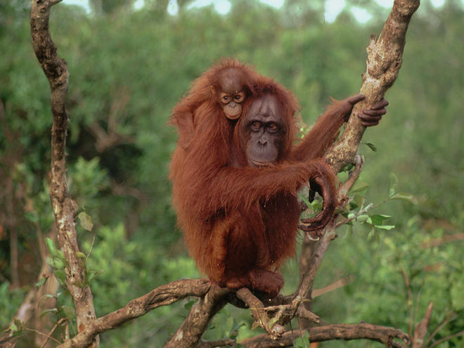 Orang-utan with baby 