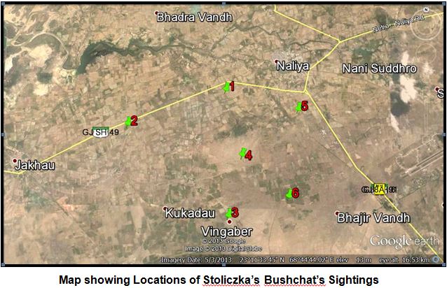 Map showing Locations of Stoliczka’s Bushchat’s Sightings