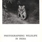 Photographing Wildlife in India by TNA Perumal