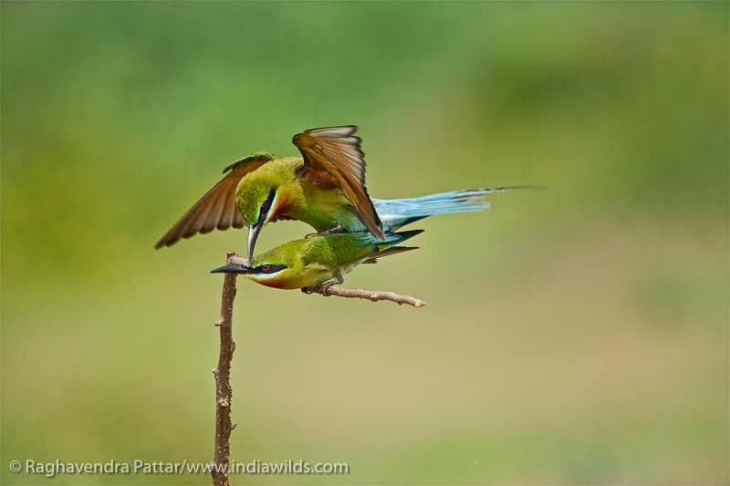 Blue Tailed Bee Eater Mating