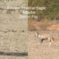 Who will win the battle between an Eastern Imperial Eagle and an Indian Desert Fox? What would be their strategies? A detailed analysis with video