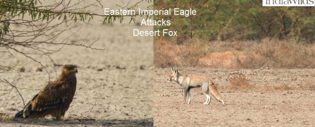 Eastern Imperial Eagle attacks Desert Fox