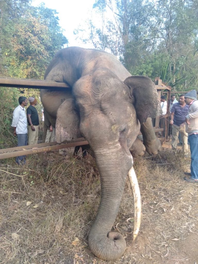 Elephant on fence