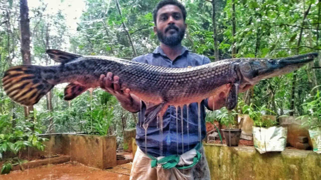 Fisherman with aligator gar photo- Smrithy Raj