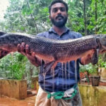 Fisherman with aligator gar photo- Smrithy Raj