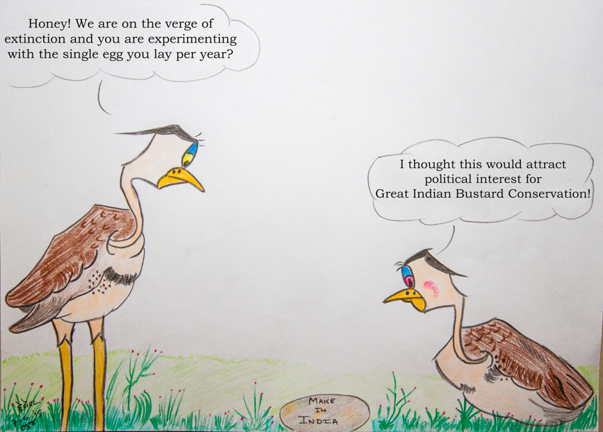 Great Indian Bustards mostly lay only one egg in a year. Image courtesy: Devesh Gadhvi