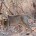 IndiaWilds Newsletter Vol. 5 Issue IV &nbsp; Wildlife Preservation: A few good pointers from the Hon’ble Supreme Court’s Judgment The Hon’ble Supreme Court of India has rightly understood the survival challenges of the Asiatic Lion...