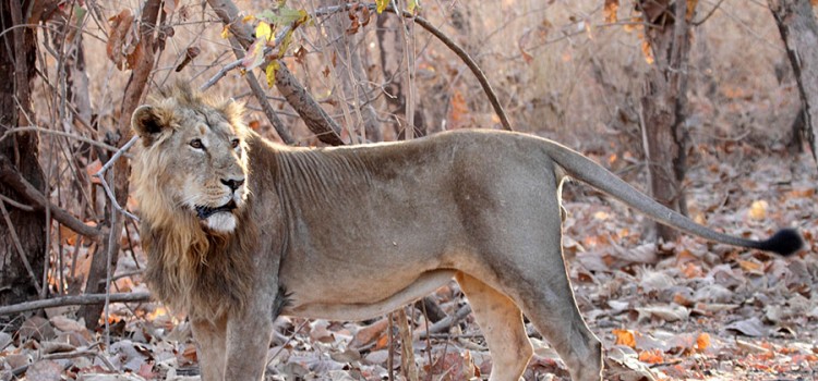 IndiaWilds Newsletter Vol. 5 Issue IV &nbsp; Wildlife Preservation: A few good pointers from the Hon’ble Supreme Court’s Judgment The Hon’ble Supreme Court of India has rightly understood the survival challenges of the Asiatic Lion...