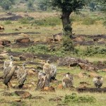 Vultures in Panna
