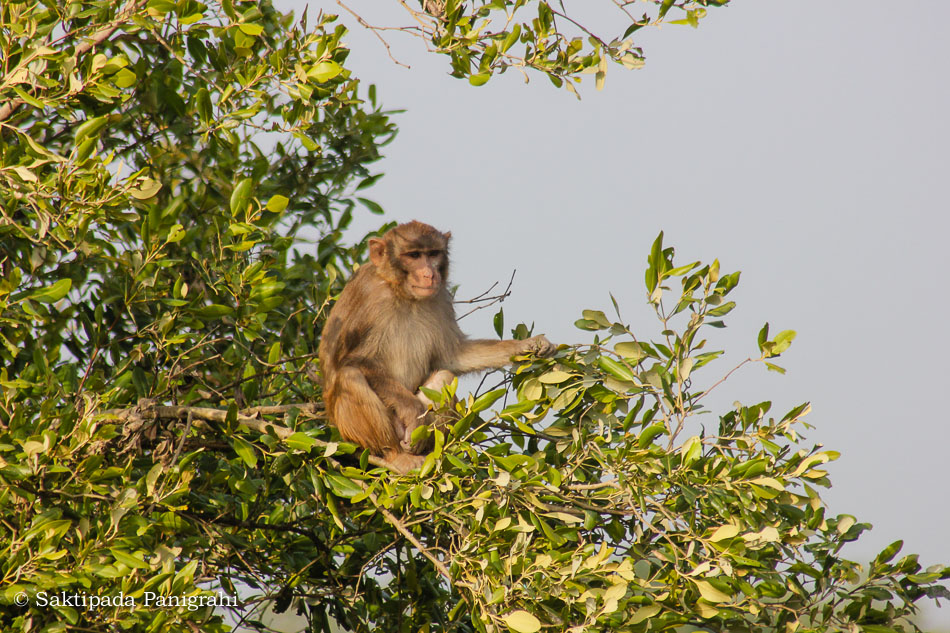 Rhesus macaque 