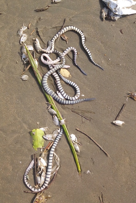 Juvenile Hook-nosed Sea Snake with other bycatch