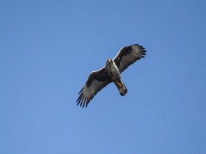 Bonellis eagle in flight