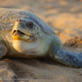 Turtle Tales: Arribada in Odisha Introduction Every Year Odisha witnesses a migration of epic proportions. Huge numbers of Olive Ridley turtles arrive at Gahirmatha, Rushikulya and Devi River mouth to lay eggs. To a lesser […]
