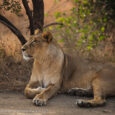 Gir National Park: The only abode of Asiatic Lions Mrs. Shakti & Mr. A S Bishnoi Gir National Park, also known as Sasan Gir, was established in 1965, with a total area of 1,412 km2, […]