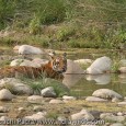 &nbsp; Spotting wildlife IT MUST HAVE BEEN LUCK !!??  I have often come across people, who after viewing my photographs or listening to my experiences of seeing the tiger in its true habitat, exclaim that...