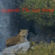IndiaWilds Newsletter Vol. 5 Issue I Firstly I would like to wish all members and readers a ‘Very Happy New Year 2013′. May this year we reverse the tide and save our fast vanishing wildlife...