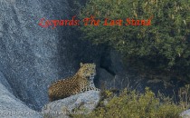 Making of… “Leopards: The Last Stand” There is a significant amount of wildlife living outside our protected areas in our revenue lands. The lesser carnivores like mongoose are often ignored by people, however, when a...