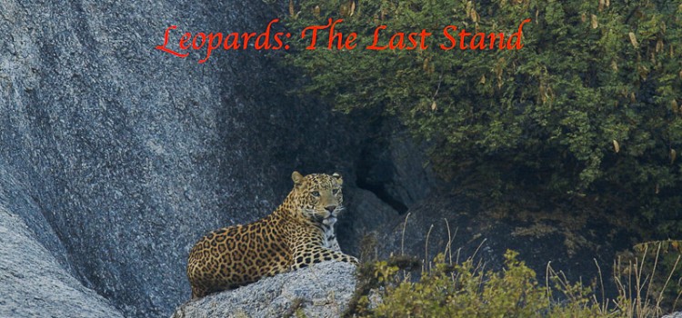 Making of… “Leopards: The Last Stand” There is a significant amount of wildlife living outside our protected areas in our revenue lands. The lesser carnivores like mongoose are often ignored by people, however, when a...