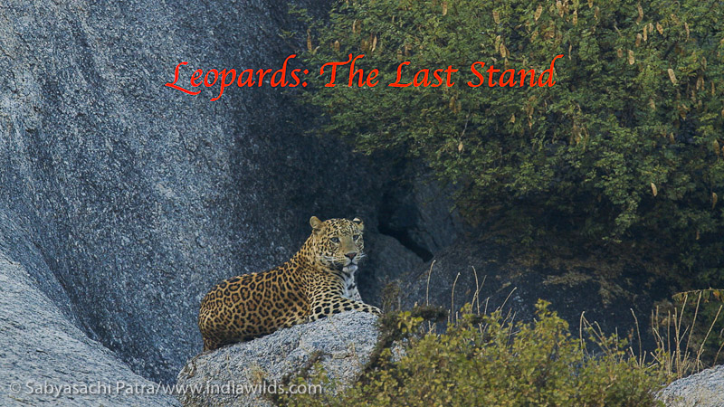 Leopards living outside the protected areas