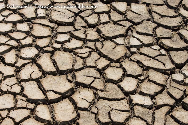 Cracked mud of the dried up fields due to famine in India