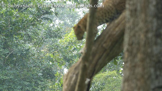 Leopard on tree out of focus DPAF example