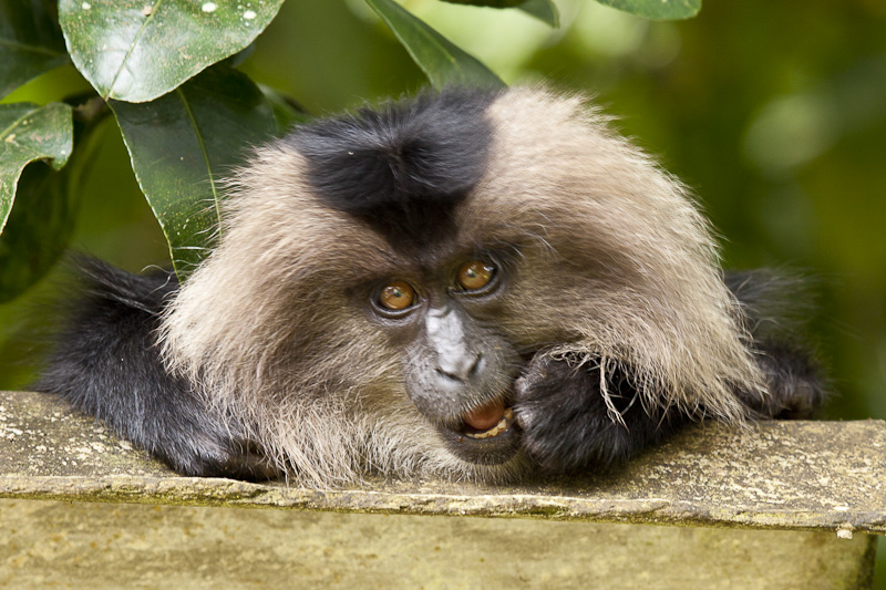 A young Lion Tailed Macaque