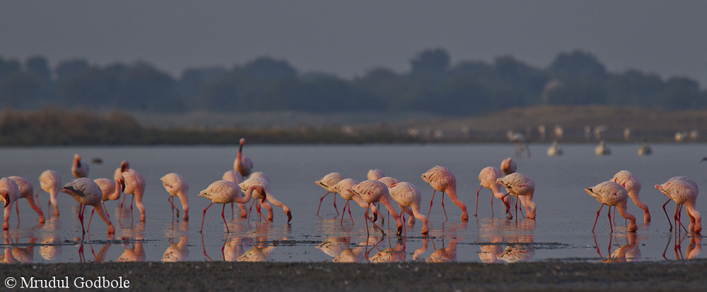 Flamingos