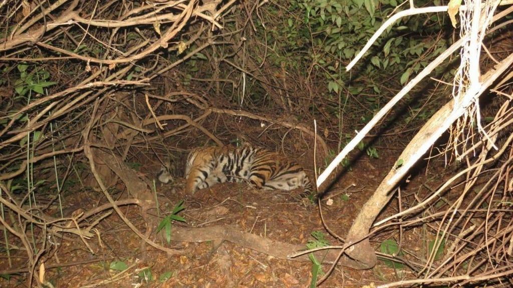 Mahavir tiger death Satkosia