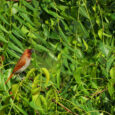 MUNIA STORY By Miss Kanan Bishnoi (Class 2nd)   When I wake up in the morning, Many birds are calling, Munia is picking up the grass, For her babies she forecasts, All the grass she […]